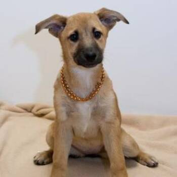 Wylee -  Mixed Breed Dog for Adoption in Dekalb, Illinois - Wylee | PetCurious
