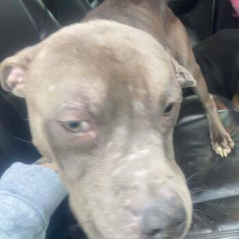 Rescue Mixed Breed Dogs for Adoption in Huntington, West Virginia - Iverson Stray Hold 11/23 | PetCurious