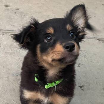 Vada -  Australian Shepherd Dog for Adoption in Antioch, California - Vada | PetCurious