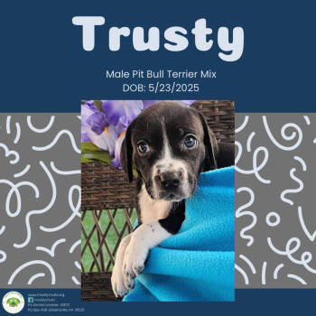 Rescue Pit Bull Terrier Dogs for Adoption in Pottstown, Pennsylvania - Trusty | PetCurious