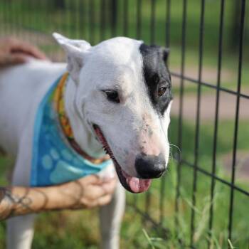 JUNO -  Bull Terrier Dog for Adoption in San Antonio, Texas - JUNO | PetCurious