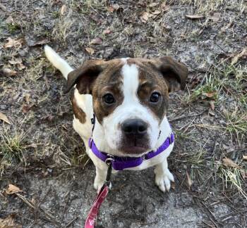 Rescue Terrier and Spaniel Dogs for Adoption in Edisto Island, South Carolina - RIPLEY | PetCurious