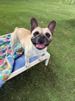 French Bulldog Dogs Available for Adoption - Margo | PetCurious