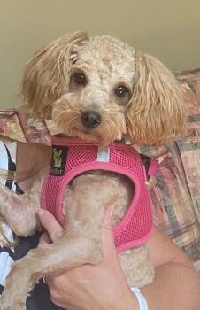 Poodle Dogs Available for Adoption in Garner, North Carolina - Lilly | PetCurious
