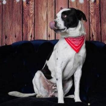 Pit Bull Terrier and Mixed Breed Dogs Available for Adoption - Beau | PetCurious