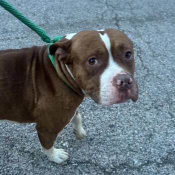 Homer -  Mixed Breed Dog Available for Adoption in Philadelphia, Pennsylvania - Homer | PetCurious