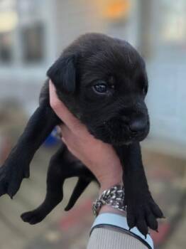 Terrier Dogs Available for Adoption - Hoss 26D-057 | PetCurious