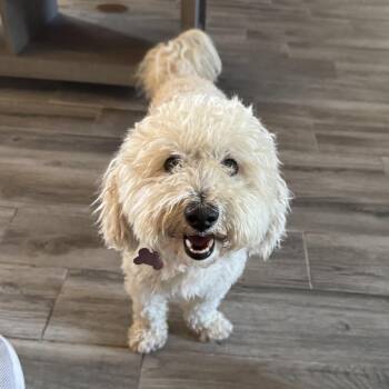 John Doe -  Bichon Frise Dog for Adoption in Carencro, Louisiana - John Doe | PetCurious