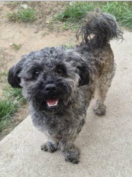 Obi -  Poodle Dog for Adoption - Obi | PetCurious