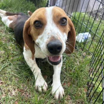 Beagle Dogs Available for Adoption in Columbia, Missouri - Sweet Caroline | PetCurious