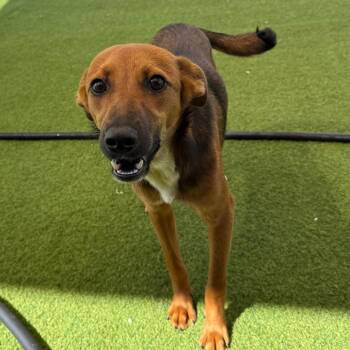 Ivy 1380 -  German Shepherd Dog Dog for Adoption in Loxahatchee Groves, Florida - Ivy 1380 | PetCurious