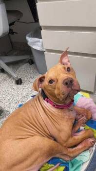 Pit Bull Terrier and Mixed Breed Dogs Available for Adoption in Kansas City, Missouri - Foxy | PetCurious