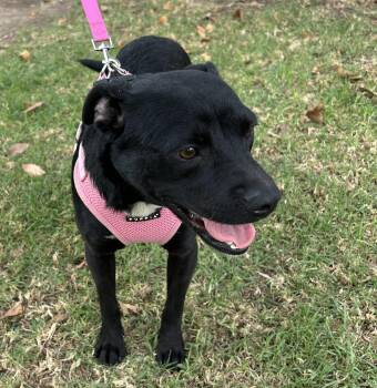 SARA -  Patterdale Terrier Fell Terrier Dog for Adoption in Bell Gardens, California - SARA | PetCurious