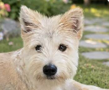 Stevie -  Terrier and Jindo Dog for Adoption in San Ramon, California - Stevie | PetCurious