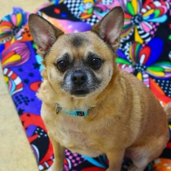 LUIGI -  Pug Dog for Adoption in Bowling Green, Ohio - LUIGI | PetCurious