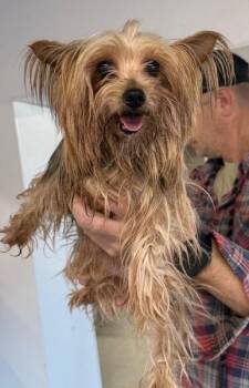 Yorkshire Terrier Dogs Available for Adoption in Thompson Falls, Montana - Gidget | PetCurious