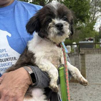 Shih Tzu Dogs Available for Adoption in Phoenixville, Pennsylvania - Jon | PetCurious