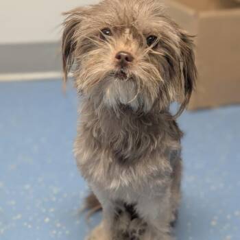 Princess -  Yorkshire Terrier and Mixed Breed Dog for Adoption in Watertown, New York - Princess | PetCurious