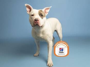 RILEY -  Pit Bull Terrier Dog for Adoption in Phoenix, Arizona - RILEY | PetCurious