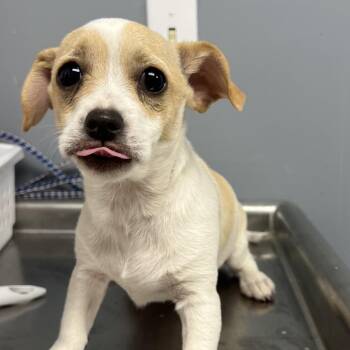 Terrier Dogs Available for Adoption - Curly | PetCurious