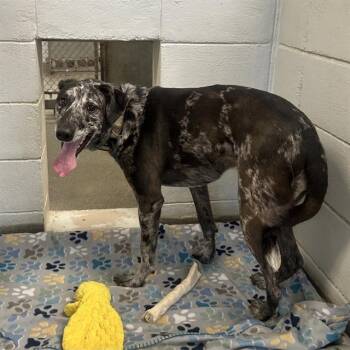 Australian Shepherd and Mixed Breed Dogs Available for Adoption - CALLIE | PetCurious