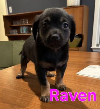 Puggle and Chihuahua Dogs Available for Adoption in Dallas, Texas - Raven | PetCurious