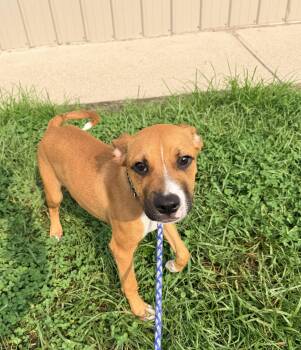 Rusty -  Mixed Breed Dog for Adoption in Logan, Ohio - Rusty | PetCurious
