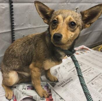 Chihuahua Dogs Available for Adoption in West Falls, New York - Gretta | PetCurious