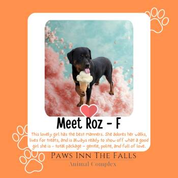 Rottweiler Dogs Available for Adoption in Niagara Falls, New York - Roz | PetCurious