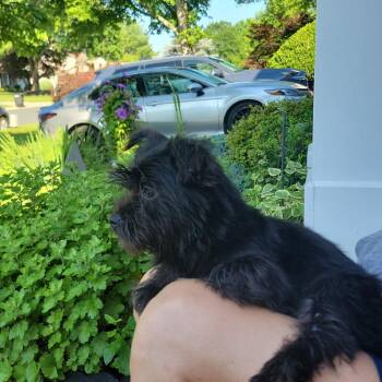 Gretchen -  Miniature Schnauzer and Mixed Breed Dog for Adoption in Rockville, Maryland - Gretchen | PetCurious