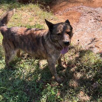 Mixed Breed Dogs Available for Adoption in Roanoke, Virginia - Maggie | PetCurious