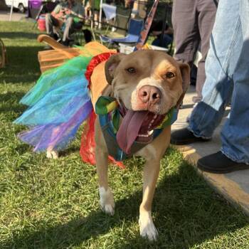 Bubbles -  American Staffordshire Terrier Dog for Adoption in Taos, New Mexico - Bubbles | PetCurious