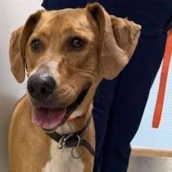 Dolly(BAS)_bonded w Daisy(BAS) -  Coonhound Dog for Adoption in Lenoir, North Carolina - Dolly(BAS)_bonded W Daisy(BAS) | PetCurious