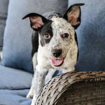 Lilly -  Australian Cattle Dog Blue Heeler Dog for Adoption in Mansfield, Texas - Lilly | PetCurious