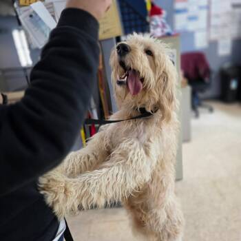 Tilly -  Poodle and Labrador Retriever Dog for Adoption - Tilly | PetCurious