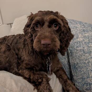 Cocker Spaniel and Poodle Dogs Available for Adoption in Wake Forest, North Carolina - Suky | PetCurious