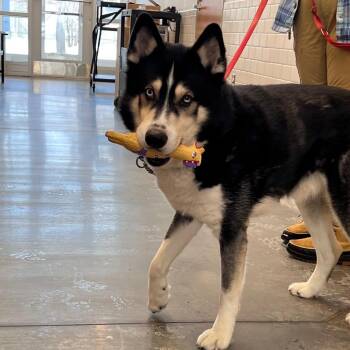 Husky and Mixed Breed Dogs Available for Adoption - Weddell | PetCurious