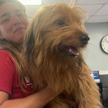 Ralphie - SH 8/25 -  Mixed Breed Dog for Adoption in Huntington, West Virginia - Ralphie - SH 8/25 | PetCurious