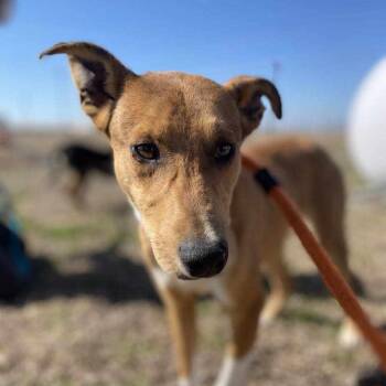 Rescue Collie Dogs for Adoption in Seguin, Texas - Louise | PetCurious