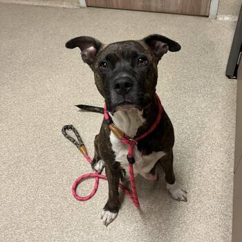 Muzzy -  Pit Bull Terrier and Mixed Breed Dog for Adoption in Bristol, Indiana - Muzzy | PetCurious
