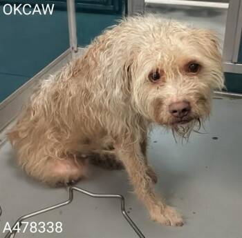 A478338 -  Cairn Terrier Dog for Adoption in Oklahoma City, Oklahoma - A478338 | PetCurious
