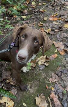 YOTAR -  Border Collie and Golden Retriever Dog for Adoption in Millerstown, Pennsylvania - YOTAR | PetCurious