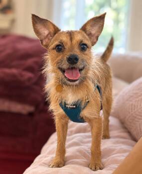 Emmet -  Cairn Terrier Dog for Adoption in Oakland, California - Emmet | PetCurious