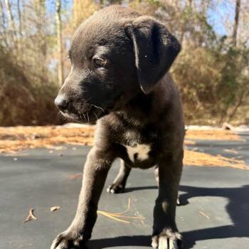 Black Labrador Retriever and Mixed Breed Dogs Available for Adoption - Little Man | PetCurious