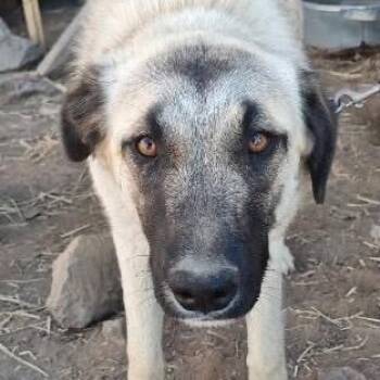 Shiro -  Mixed Breed Dog for Adoption in Bend, Oregon - Shiro | PetCurious