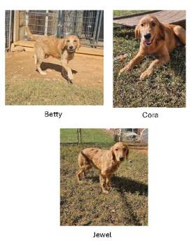 More puppies -  Golden Retriever Dog for Adoption in Knoxville, Tennessee - More Puppies | PetCurious
