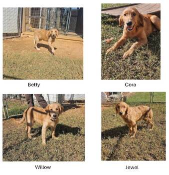 More puppies -  Golden Retriever Dog for Adoption in Knoxville, Tennessee - More Puppies | PetCurious