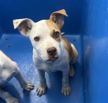 Rescue Mixed Breed Dogs for Adoption in Dallas, Texas - MANDY | PetCurious