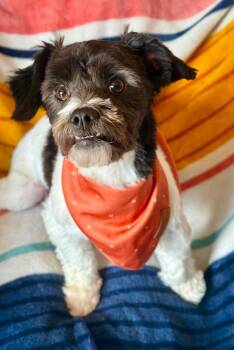 Jess -  Shih Tzu and Maltese Dog for Adoption in Humble, Texas - Jess | PetCurious