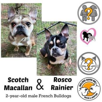 SCOTCH MACALLAN (with ROSCO RAINIER) -  French Bulldog Dog for Adoption in Bonney Lake, Washington - SCOTCH MACALLAN (with ROSCO RAINIER) | PetCurious